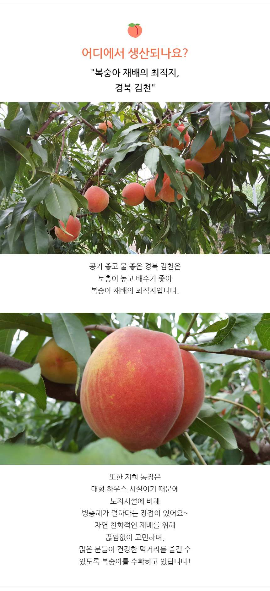 샙띠복숭아_03.jpg