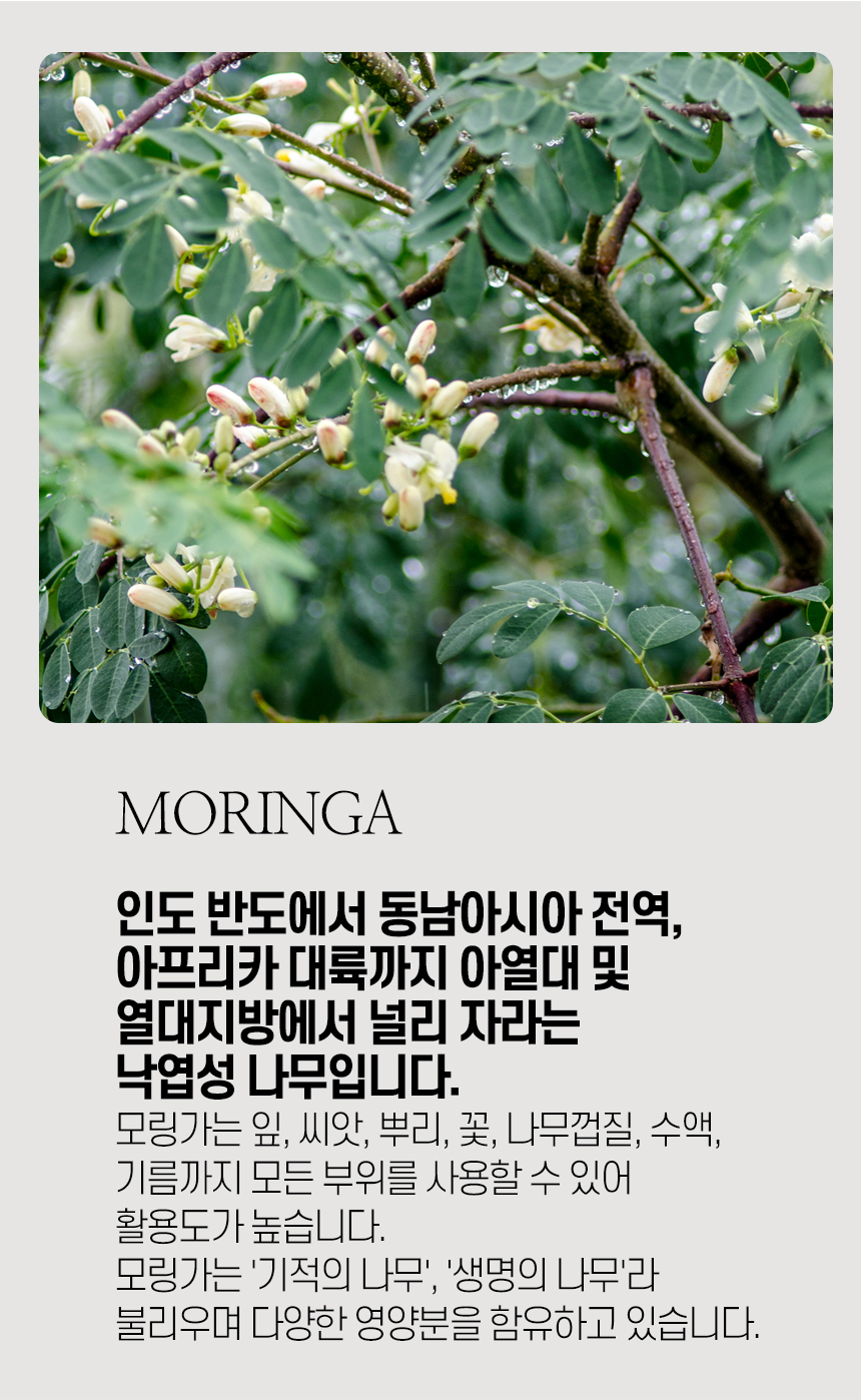 모링가잎상세_02_shop1_152622.jpg