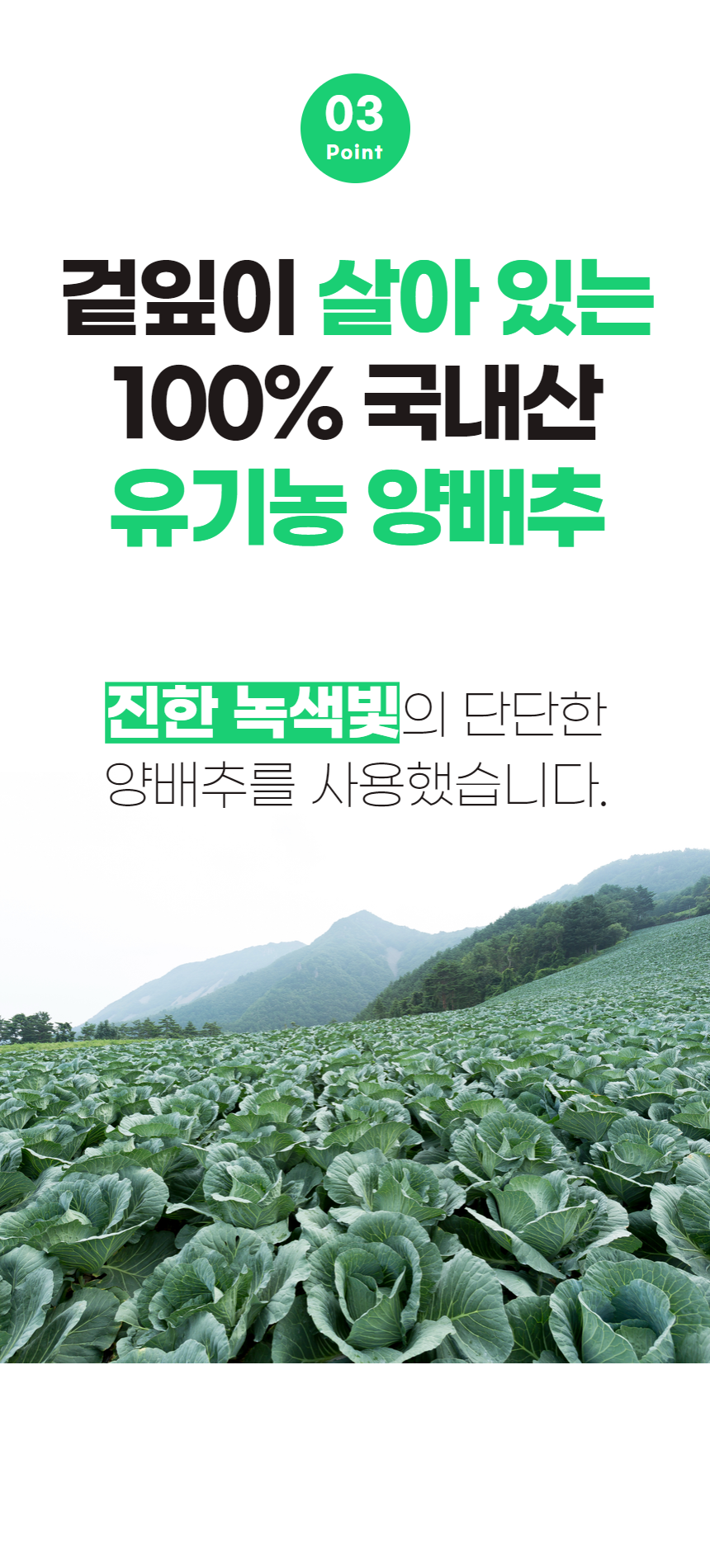 양배추환_22.png