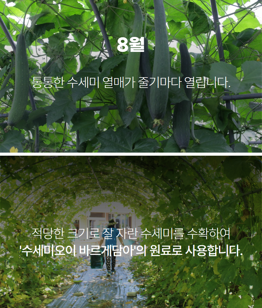 수세미_7.png