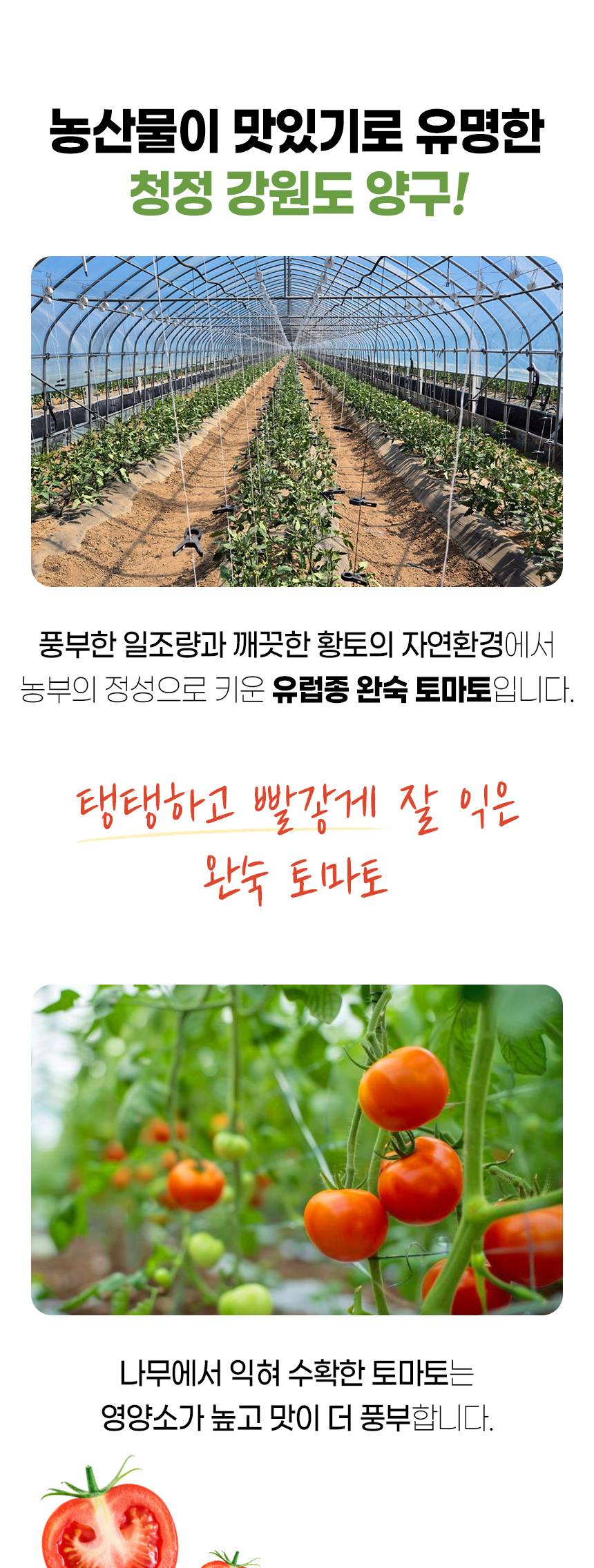 찰토마토_02.jpg
