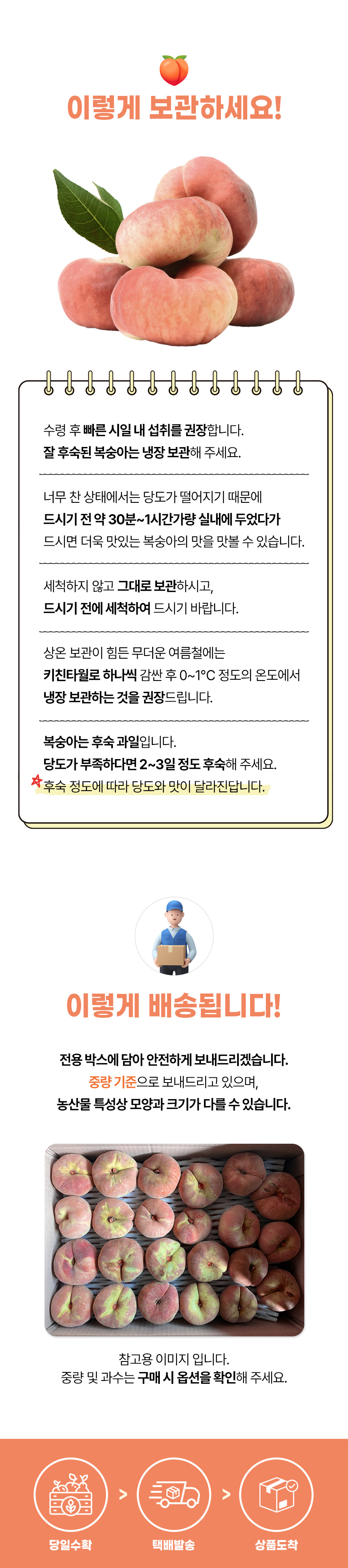 납작복숭아_05.jpg