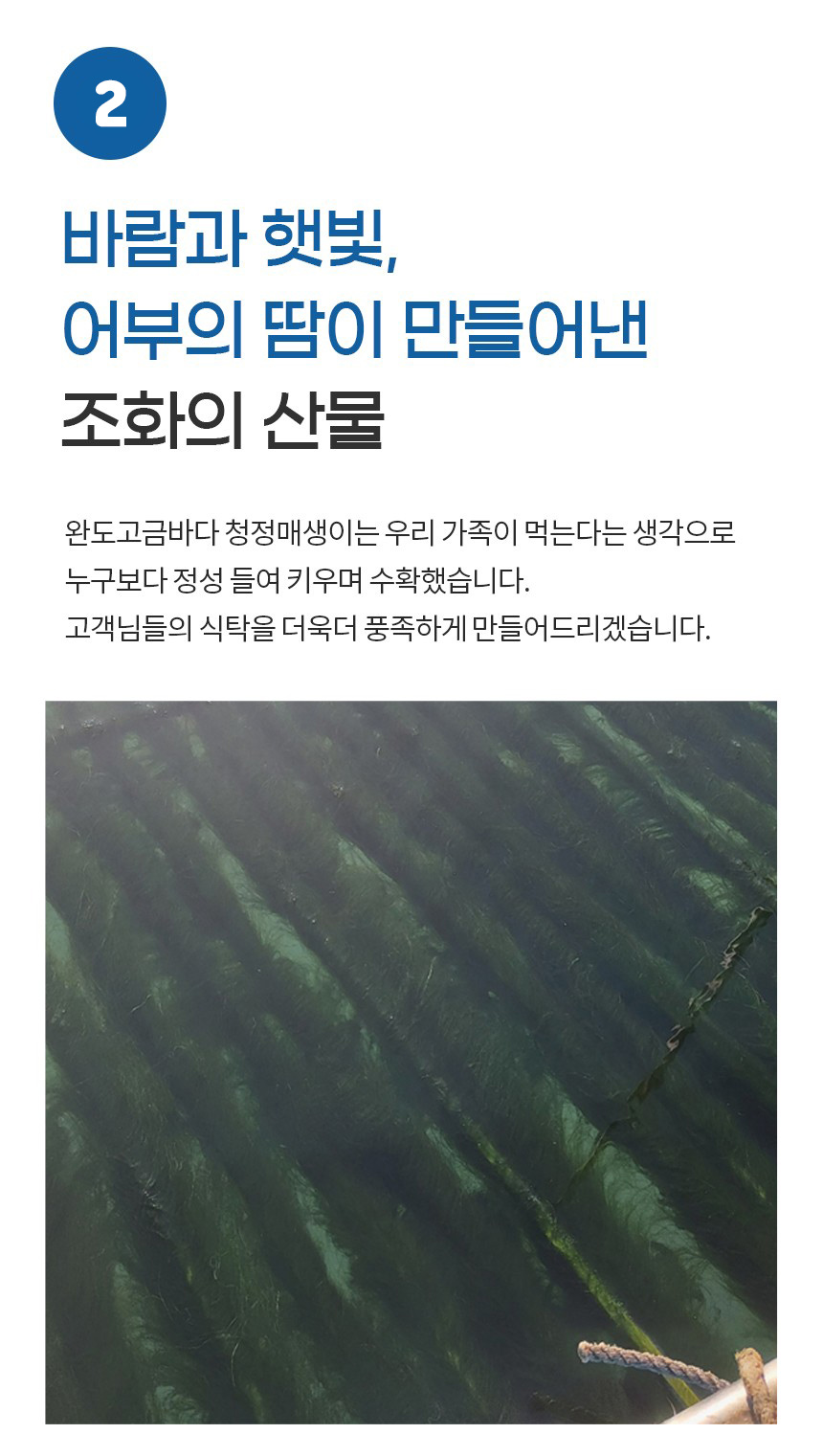 매생이 대용량_03.jpg