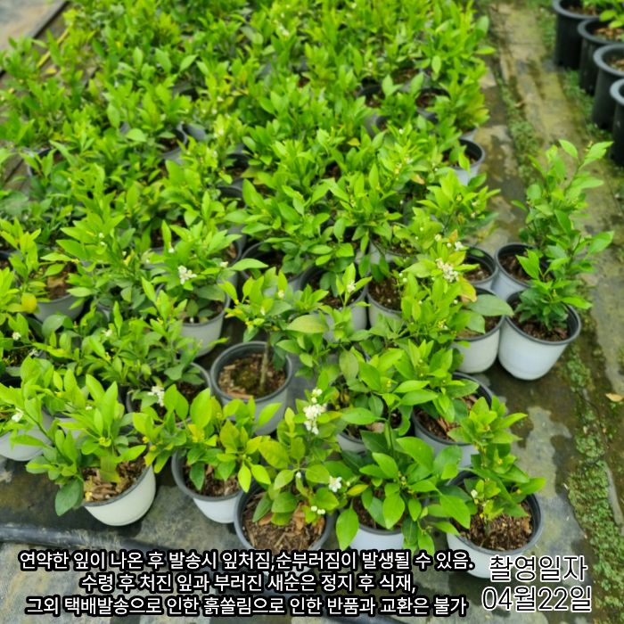 감귤류0422상세요.jpg