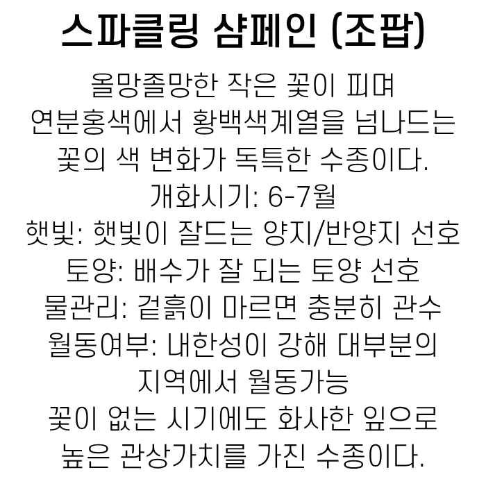 스파클링 샴페인 조팝 설명글(소담).png