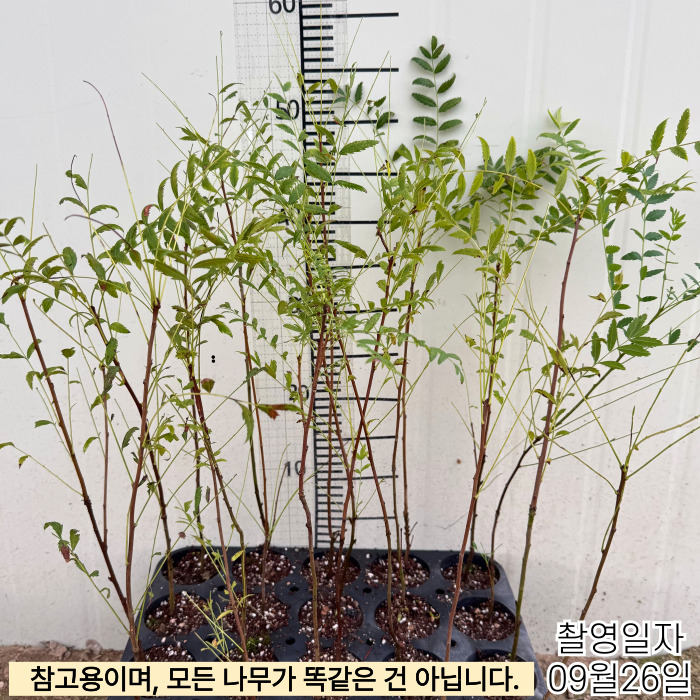 문관과기름9_26-001 (1).jpg