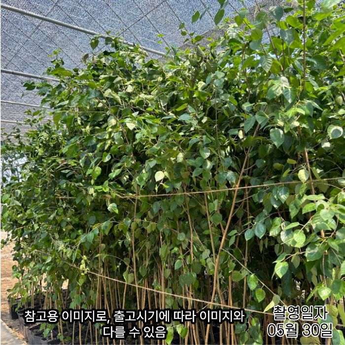 잭큐몬티 도렌보스8.jpg
