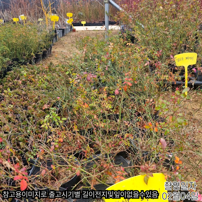 0204찔레장미-001.jpg