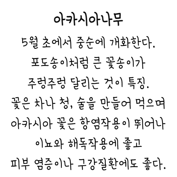 아카시아 설명.jpg