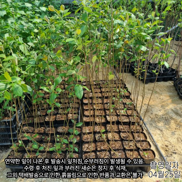레드아로이나 0425상세요.jpg