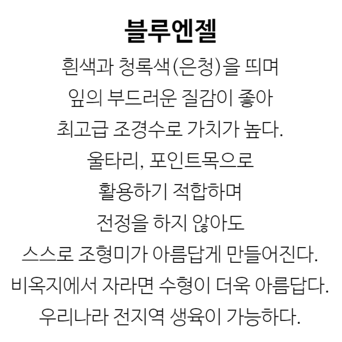 블루엔젤 설명.jpg