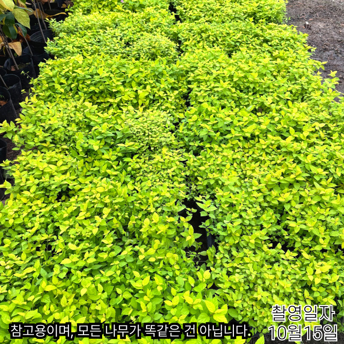 10_15-황금조팝-6치포트-001 (2).jpg