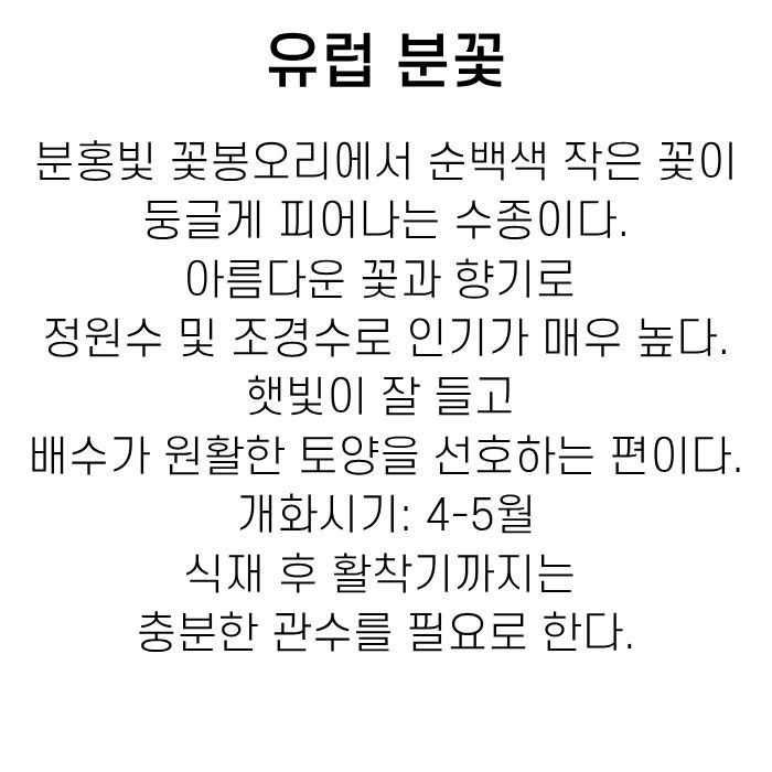 유럽분꽃 설명글(소담).jpg