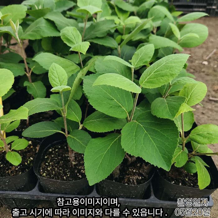 유럽분꽃 이미지 1.jpg