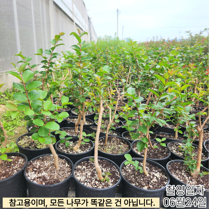 자금령화분6_24-001 (1).jpg