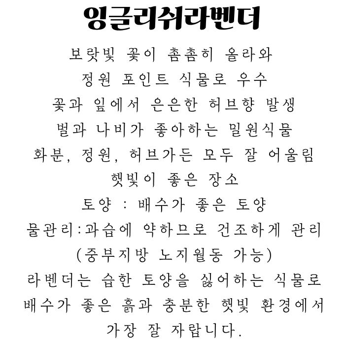 잉글리쉬라벤더 (1).jpg