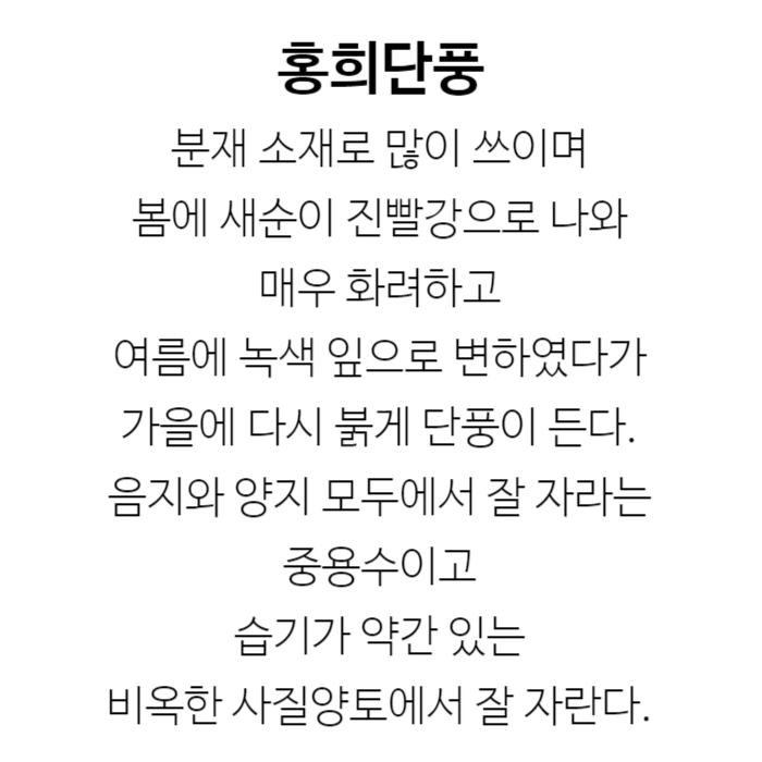 홍희단풍 설명.jpg