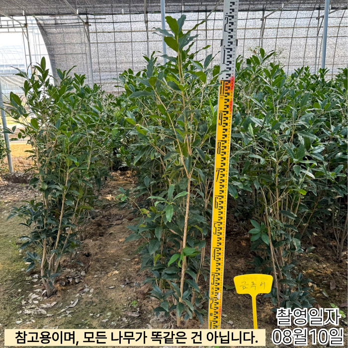 금목서1_2-001.jpg