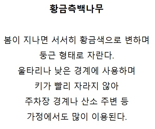 황금측백 설명.jpg
