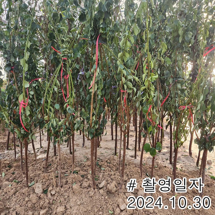 매실분.jpg