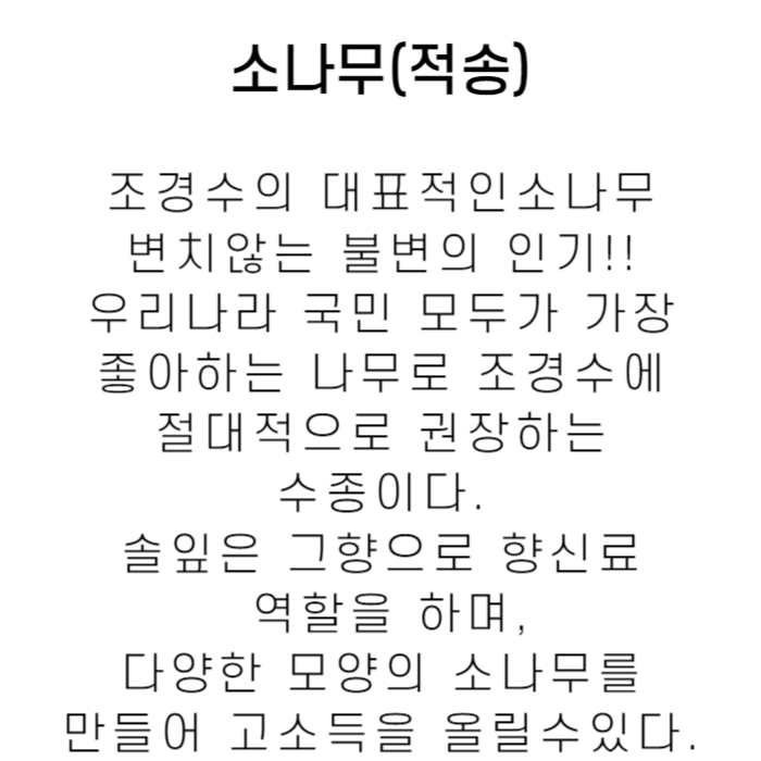 소나무설명.jpg