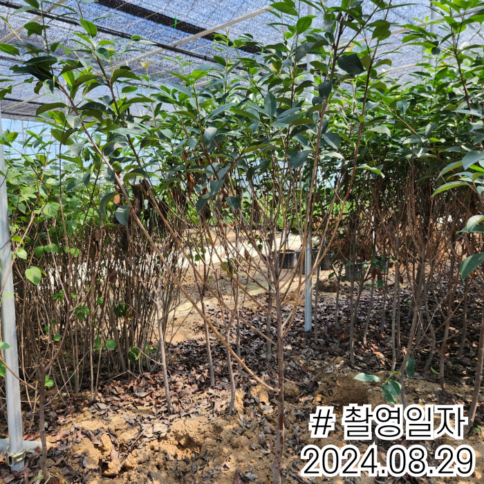 레드로빈R3 240829.jpg