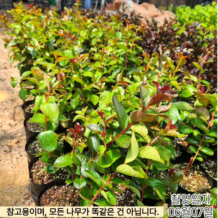 다이너마백일홍6_07-001 (6).jpg