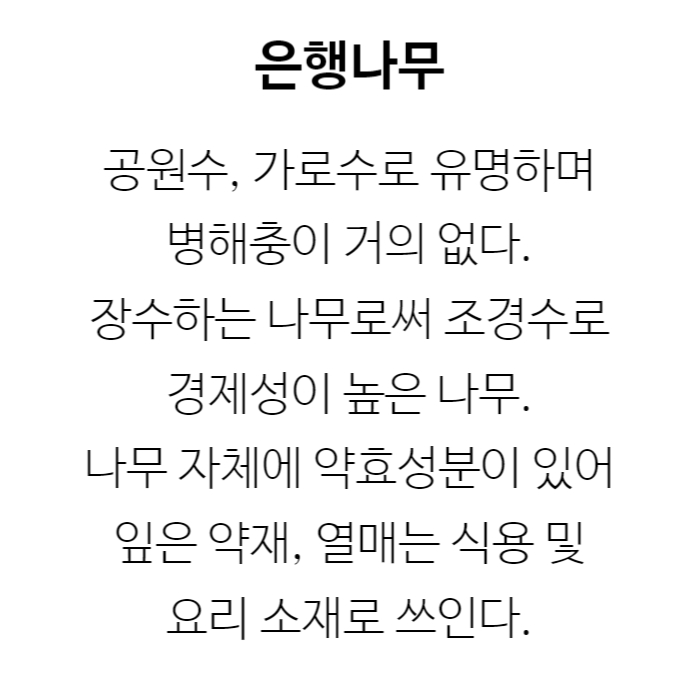 은행나무 설명.jpg
