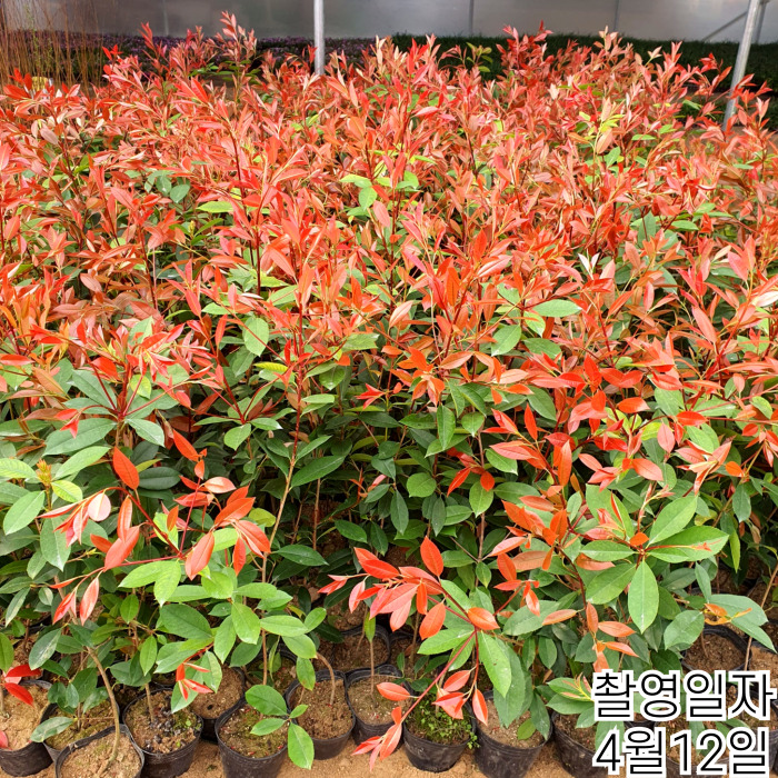 레드로빈60전후실-001 (3).jpg