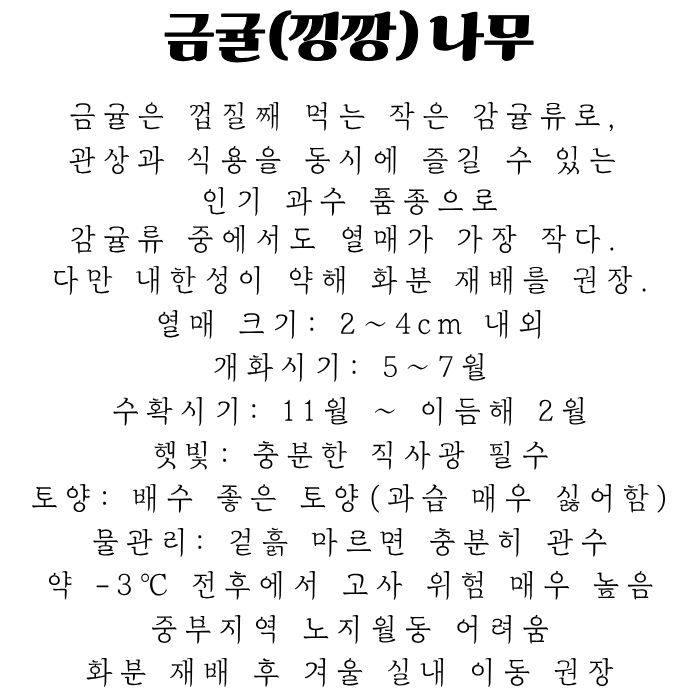 금귤상세.jpg