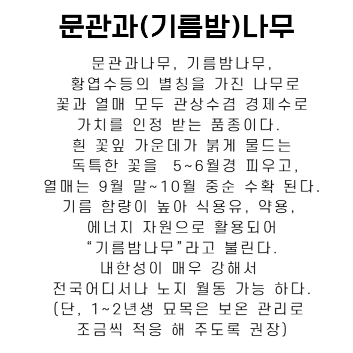 문과과 기름밤나무 설명-001.jpg