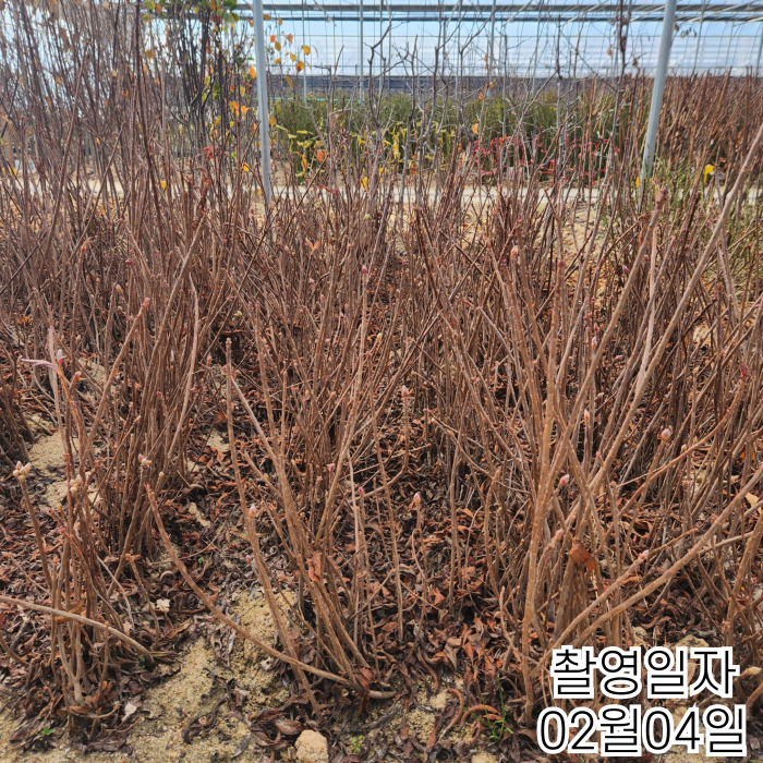 홍황철700-001 (1).jpg