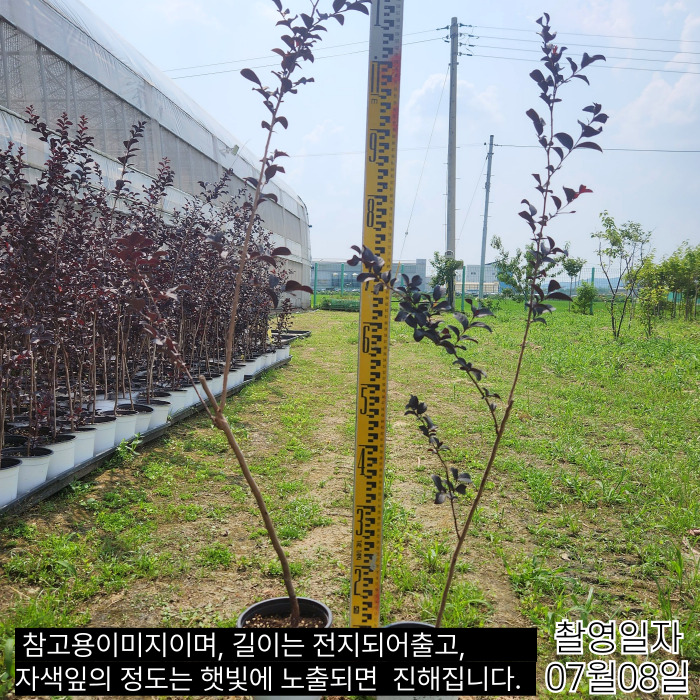 상세용블랙다이아몬드화분-001.jpg