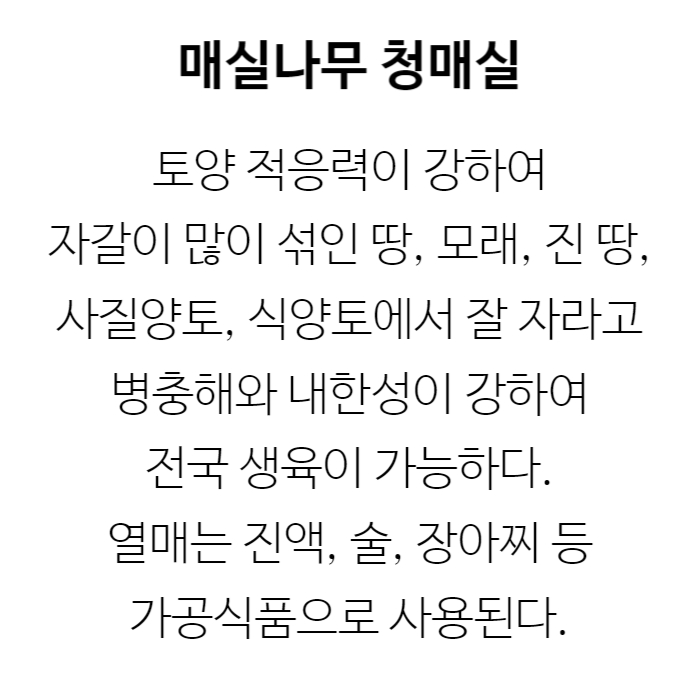청매실 설명.jpg