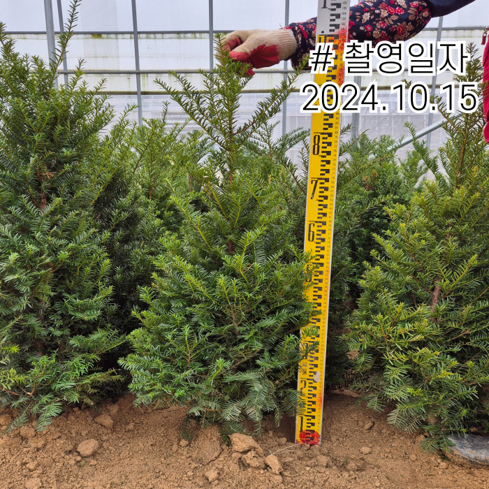 주목 상세 241015.jpg