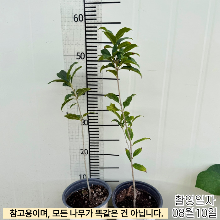 금목서-화분-8_10-001.jpg