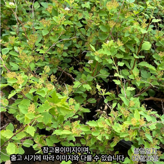 스파클링 샴페인 조팝 자막 단독컷 (1).jpg