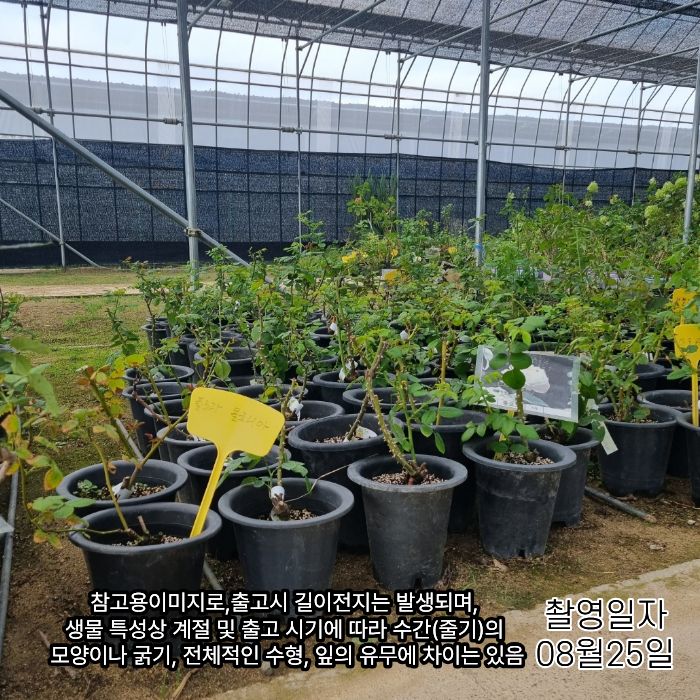 상세장미 0825.jpg