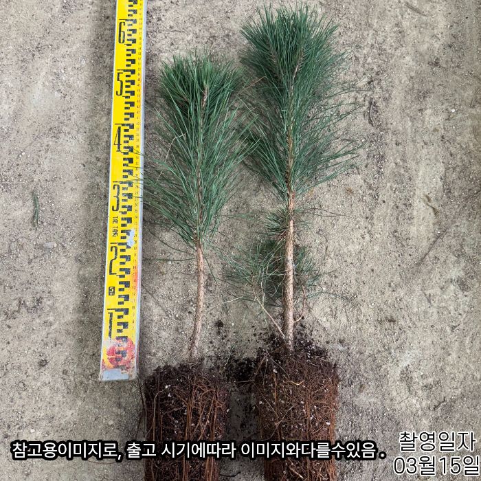 적송 실사이걸로 (7).jpg