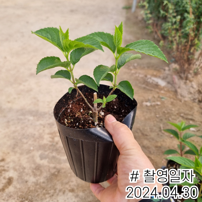 바닐라프레이즈11_240430.jpg