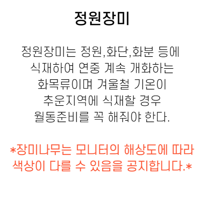 정원장미 설명.jpg