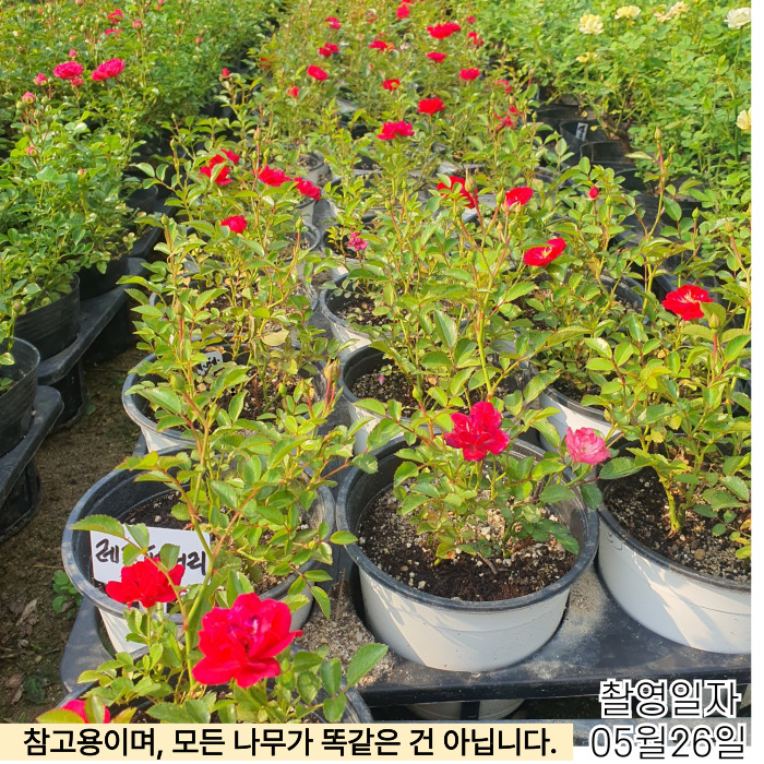 레드페어리5_26-001.jpg