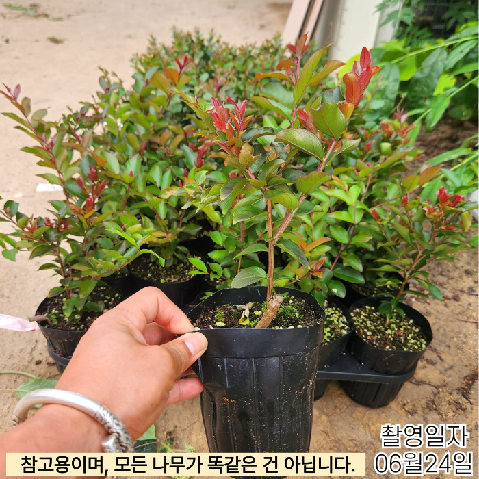 연귀비6_24-001 (1).jpg