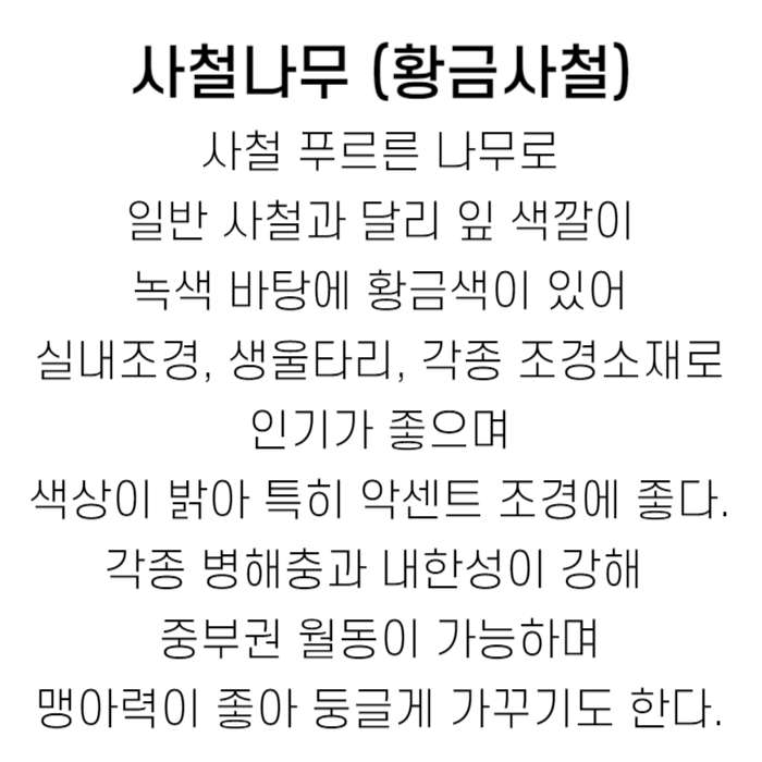 황금사철 설명.jpg