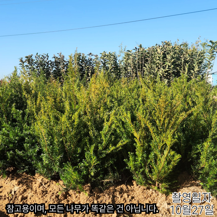 눈주목10_27-001 (1).jpg