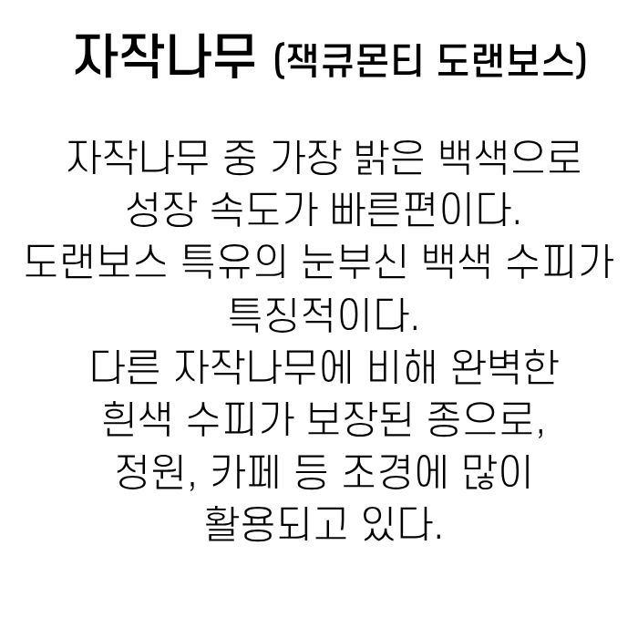 자작나무 잭큐몬티 도랜보스 설명글 수정 (1).jpg
