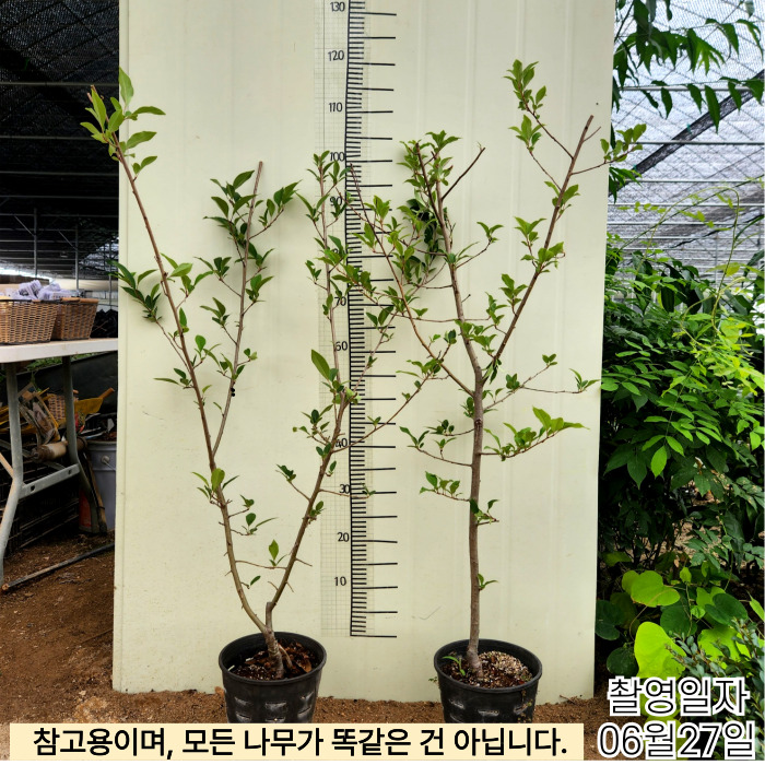 수사화분-001.jpg