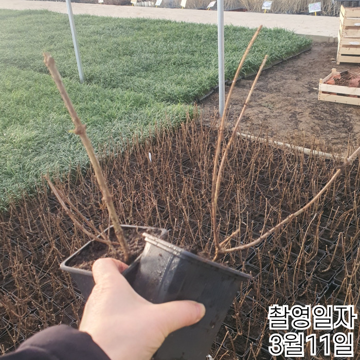 핑크레이디실700-001 (1).jpg