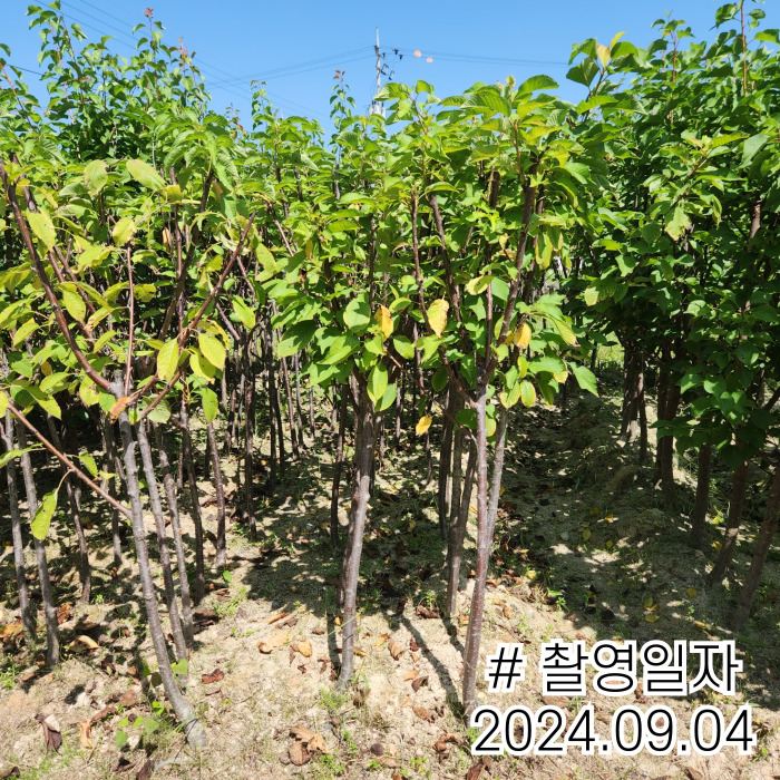 하코트240829.jpg