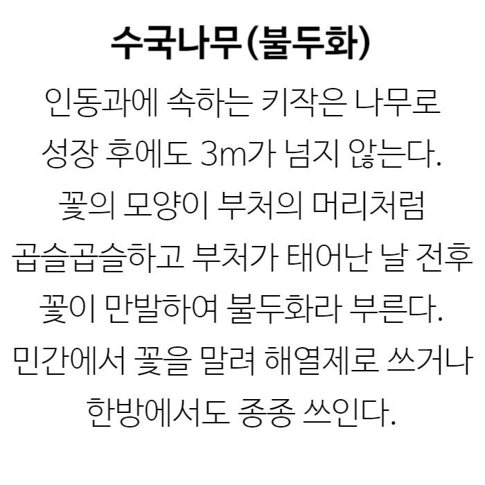 불두화 설명.jpg